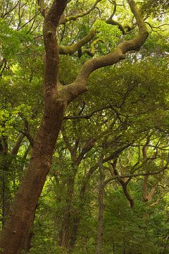 Yoyogi-Park - Tokio (Japan) von Marcel Kerdijk