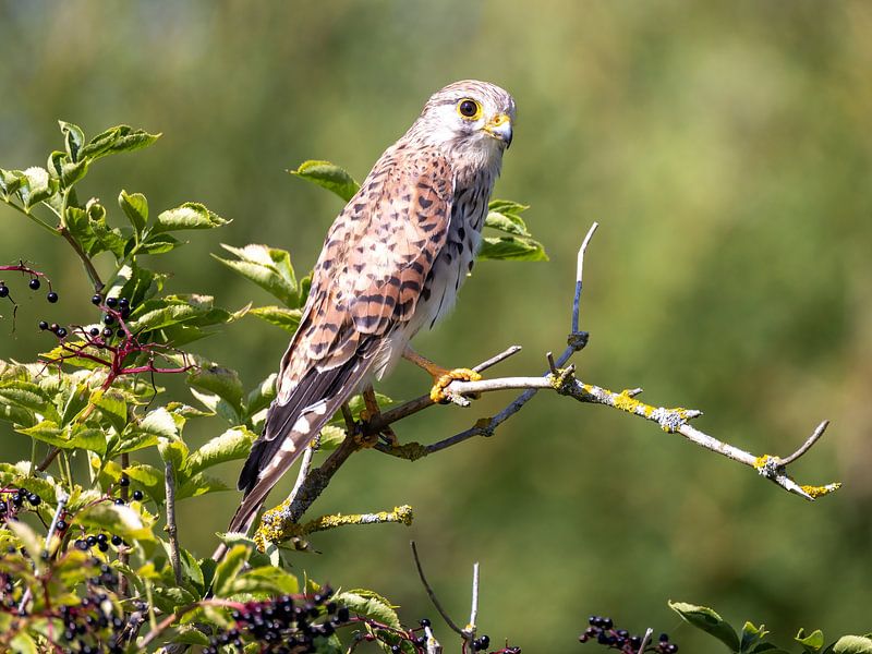 A pretty kestrel in the bush by Teresa Bauer
