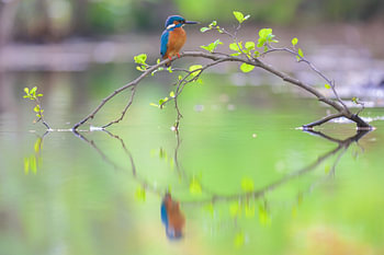 Eisvogel