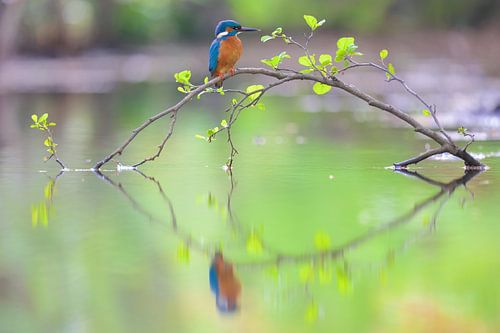 Eisvogel