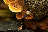 Herfst