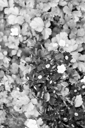 De eerste bloemen in de Emsland-tuin.