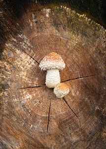 Paddenstoelen uit het hart