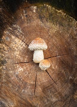 Paddenstoelen uit het hart van Jeroen Segers