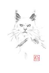 weiße Maine-Coon-Katze
