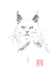 weiße Maine-Coon-Katze