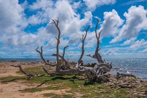 Kunstwerk van dode takken op Lac Bay, Bonaire