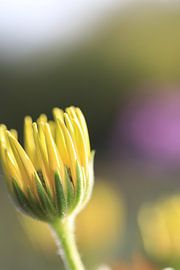 Bud waiting for the sun