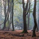 Speerwald von Evert Jan Kip Miniaturansicht