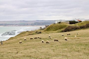 schapen aan het Franse strand van Joran Keij