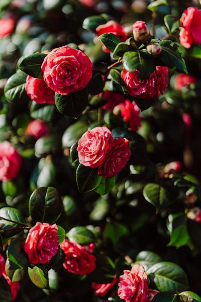 Blumen von Myrthe Vlasveld