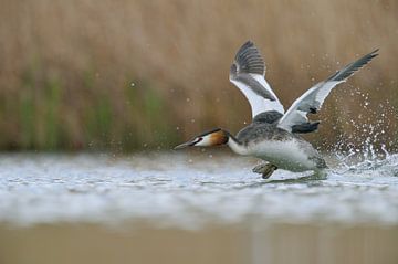 Aufbruch... Haubentaucher *Podiceps cristatus* fliegt ab von wunderbare Erde