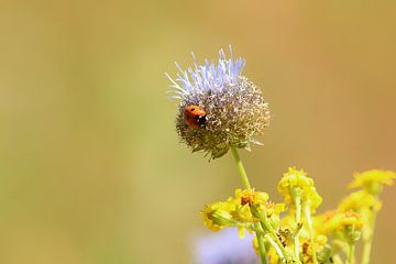 Marienkäfer auf Blume von Daniel Kruse