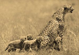 Guépard avec ses petits