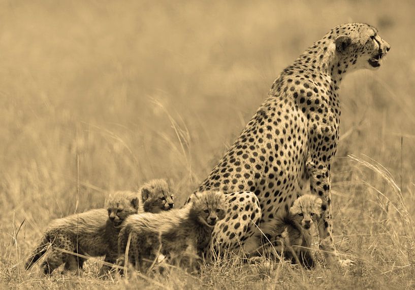 Cheetah with cubs van Roland Smeets