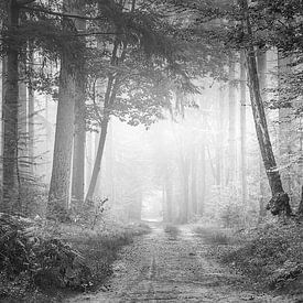 Forest path in the fog by Pieter Poot