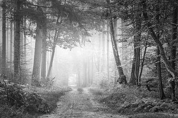 Waldweg im Nebel