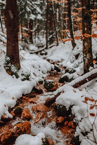 Bevroren Rivier in Winterbos