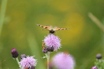 Distelvlinder op lila distel te Terschelling