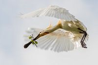 Birds | Eurasian Spoonbill in flight