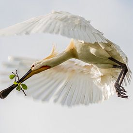Oiseaux | Spatule en vol sur Servan Ott