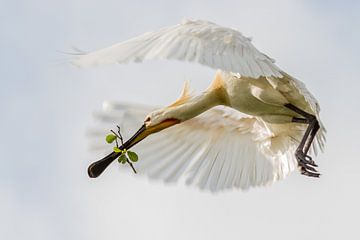 Birds | Eurasian Spoonbill in flight by Servan Ott