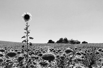 Only one grows to the sun