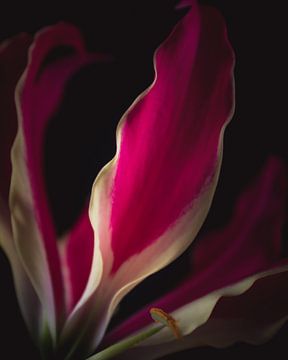 Flame lily flower leaf by Sandra Hazes
