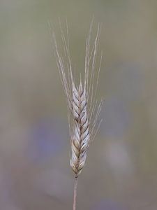 Pointes solitaires Wabi Sabi