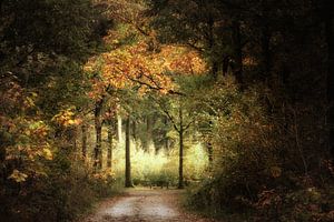Silent Lucidity