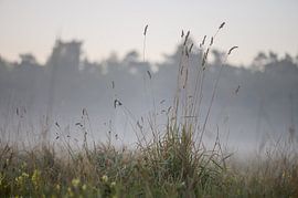 neblige Gräser von Tania Perneel