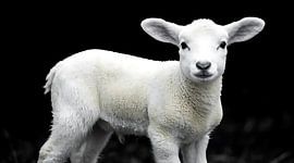 Majestueuze wanddecoratie met puur wit lam: rustieke natuurfotografie