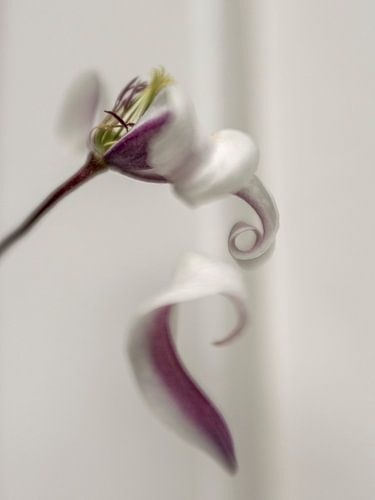 Klematisblüte im Verfall begriffen von Arina Keijzer