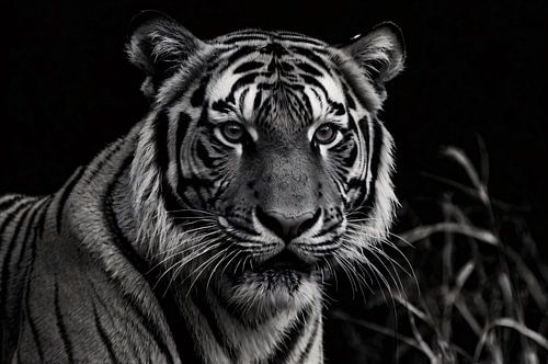 Indrukwekkende zwart-wit tijgerfoto op donkere achtergrond