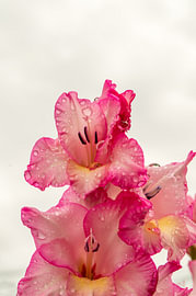 Rosa Gladiolenblüten mit Regentropfen vor einem hellen Himmel von Milcho Milev