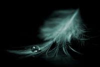 Feather with drop