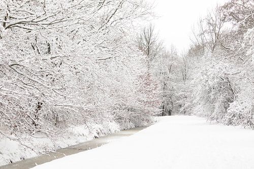 L'hiver dans le Mallebos : à la merci des éléments.