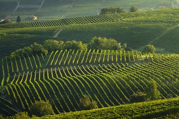 Langhe, Bäume inmitten der Weinberge, Neive, Piemont, Italien.