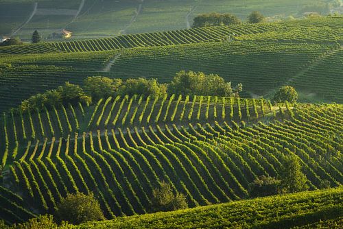 Langhe, bomen tussen de wijngaarden, Neive, Piemonte, Italië.