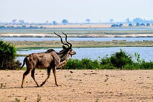 Der große Kudu im riesigen Chobe-Nationalpark von Merijn Loch