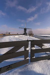 Behind the fence