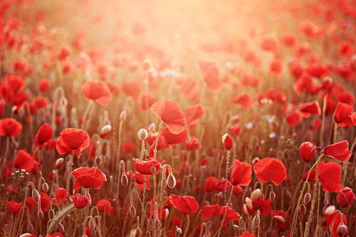 poppies in light.... ( klaprozen in het licht) 