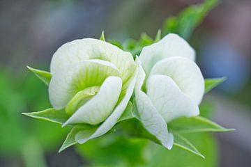 Witte groene erwtenbloemen van Iris Holzer Richardson