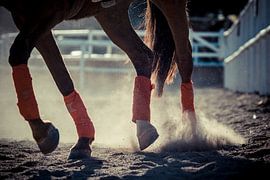 Galop sur Tycho Müller