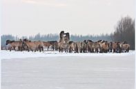 Konik Pferde im Winter, Oostvaardersplassen von Alex Verweij Miniaturansicht
