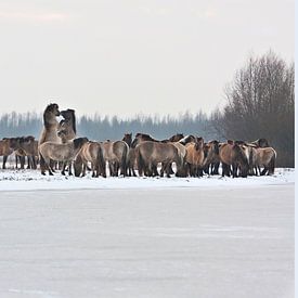 Konik Pferde im Winter, Oostvaardersplassen von Alex Verweij