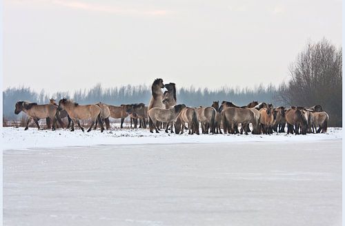 Konik Pferde im Winter, Oostvaardersplassen