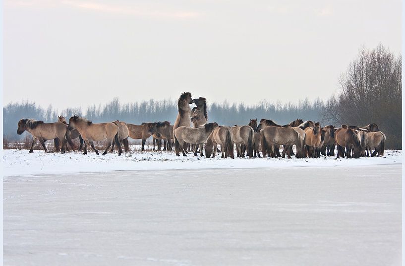 Konik Pferde im Winter, Oostvaardersplassen von Alex Verweij