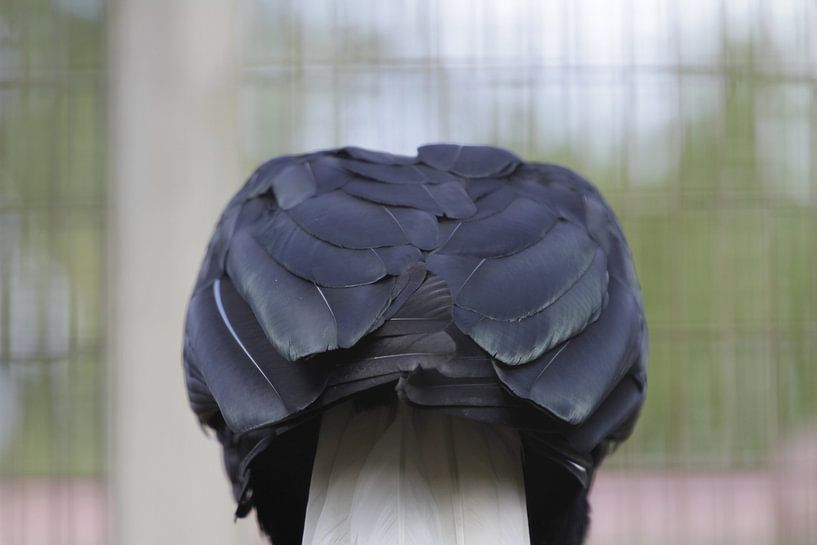 Feathers by Trudy Black Crow