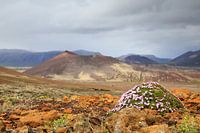 Vulkanisch landschap Berserkjahraun, Snæfellsnes IJsland
